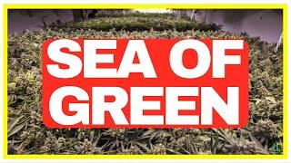 How to Use the SOG Technique For Growing Cannabis (SEA OF GREEN EXPLAINED)