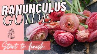 GROWING RANUNCULUS: How to Grow Ranunculus Zone 6/7 - Start to Finish - GROW GORGEOUS RANUNCULUS