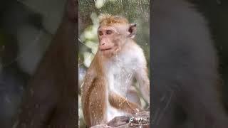 Monkey sfx