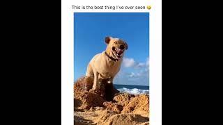 Most funniest video on internet  the Doggy Diaries #trending #shorts