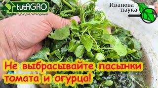 НЕ ВЫБРАСЫВАЙТЕ ПАСЫНКИ! Вот как я поступаю с пасынками томата и огурца.