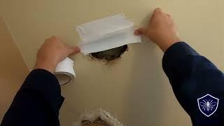 Yellow Jacket Nest in Wall Removed