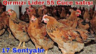 Qırmızı Lider 55, Ağ Lider 55, SASSO cücə satışı #sasso #lohman #ataks