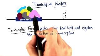 Transcription Factors - Tales from the Genome