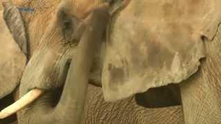 Hoor jy die magtige dreuning? Wetenskaplikes bou 'olifant-alarm'