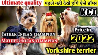 90% लोगो ने नही देखी ये Breed | Yorkshire terrier puppies | Mother father Indian champion