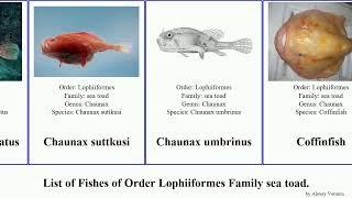 List of Fishes of Order Lophiiformes Family sea toad. chaunax gaper Chaunacops coloratus Whole