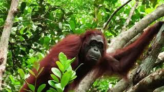 Journey into the Tanjung Puting Jungle | Meeting Wild Orangutans