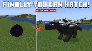 How to Hatch ENDER DRAGON EGG in Minecraft 1.20+ (Bedrock/PE/Java)