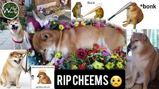 RIP Cheems | Cheems dead aged 12 | Good Bye Cheems | Cheems balltze | Meme king  - Wild World TV