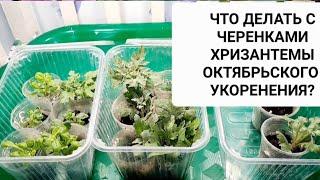 ЧЕРЕНКИ ХРИЗАНТЕМЫ УКОРЕНИЛИСЬ. КАК СОДЕРЖАТЬ ИХ ЗИМОЙ И ЧТО С НИМИ ДЕЛАТЬ ДАЛЕЕ.