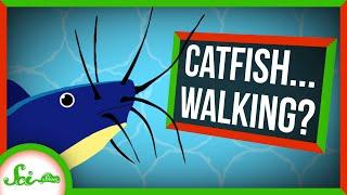 Catfish Walking on Land Find Water by its Smell