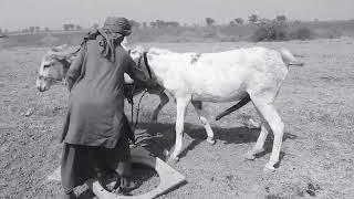 excellent donkey meeting first time 2023