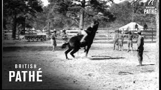 Horse Breaking By American Cowboy Soldiers (1914-1918)