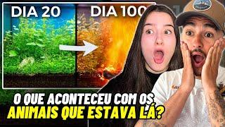 Há 100 Dias Construí um Ecossistema, e Então Isso Aconteceu | Dr. Plants Brasil | Apenas uma live