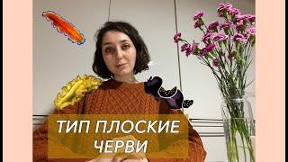 Урок "Тип Плоские черви" - ЦТ, ЕГЭ, ЗНО