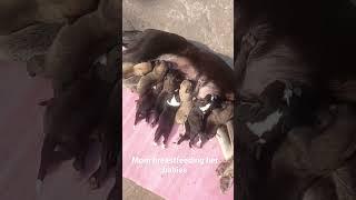 #Ciro#puppies#breastfeeding#animal lover#Sam on vlog