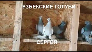 Узбекские Голуби Сергея обзор.Sergey's Uzbek Pigeons review.