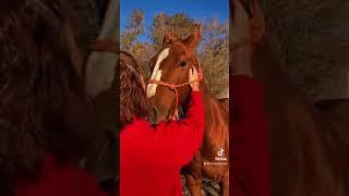 Learn Equine Massage!