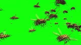 Green Screen Clips Fantastic Bee Swarm Animation 3D Royalty Free