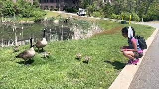 Adorable Video of Sia and Baby Canada Geese/Goslings