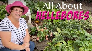 All About Hellebores - ️