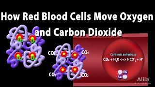 How Red Blood Cell Carry Oxygen and Carbon Dioxide, Animation