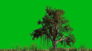 Banyan tree green screen effects