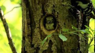 Woodpecker chick leaving nest