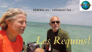 Des requins dans les Bahamas. SV Storia Storia. Vlog 75