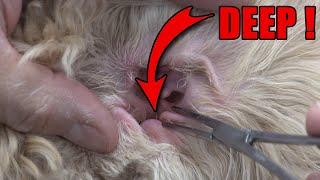 Dog Ear Hair Removal