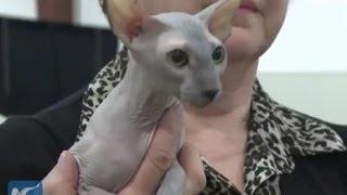 Cat show in Vancouver- rare Peterbald, Sphinx, Cornish Rex, Maine Coon & Singapura