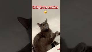 Лайк, подписка с тебя;) #рекомендации #котик #топ #хочуврек #кот #реки #актив