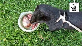 Training a Mink Part 1 - Doing Great?