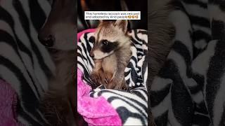 This homeless raccoon was rescued and adopted by kind people #shorts
