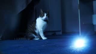 Catlight