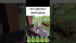 Попугай в душе рокер