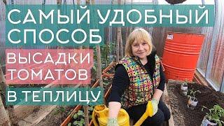 Высадка томатов в теплицу: самый удобный способ, пошаговая инструкция, советы опытным огородникам