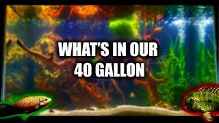 A day in the fish room - New 40 Gallon Aquascape - Dansfish Unboxing