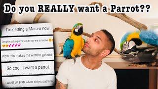 DON’T buy a Macaw!!! Unless... || Mikey The Macaw