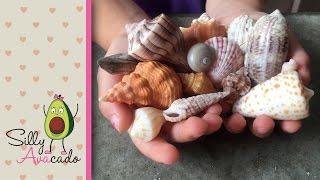 Collecting Seashells & Learning Shell Names at Sanibel Island, FL - Seashell capital of the world!