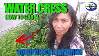 HOW TO GROW WATERCRESS/ Aquaponics & Ground Layering Technique