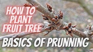 How to plant a cherry tree and basics of pruning