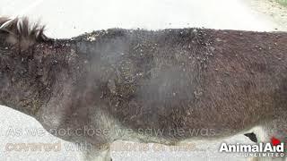 Abused donkey burned by hot water left to die rescued.