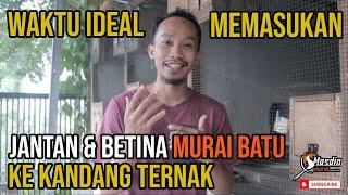 Waktu Ideal Memasukan Jantan & Betina Murai Batu ke Kandang Ternak, PATEEN.!?