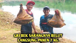 GREBEK SARANGNYA BELUT LANGSUNG PANEN 7 KG