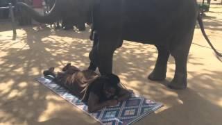 Elephant massage Thailand