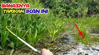 Makjleb.!!Semua pemancing geger lihat ikan segede ini #PR 46