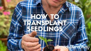 How to transplant seedlings - David Domoney