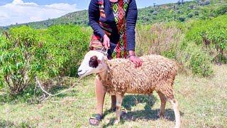 Woman Slaughtering Sheep